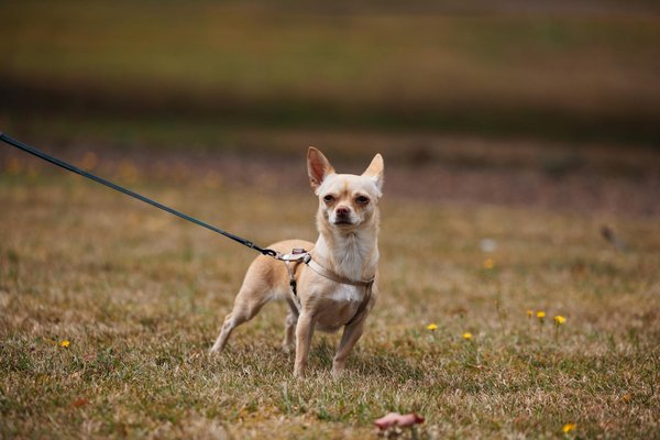 Wie kÃ¶nnen wir die Ã¶ffentliche Akzeptanz fÃ¼r die De-Automobilisierung erhÃ¶hen?